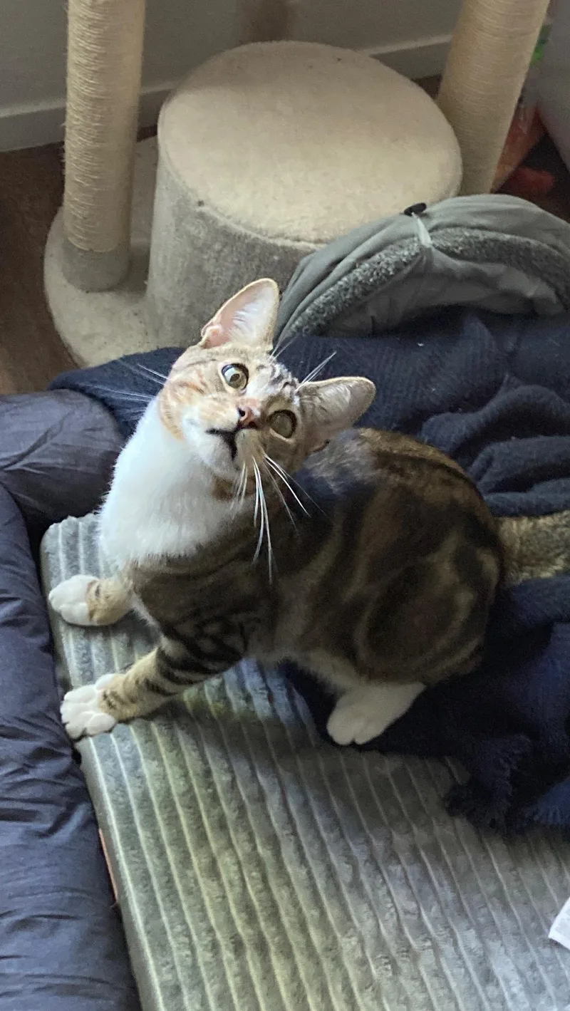 Simba thumbnail 2
