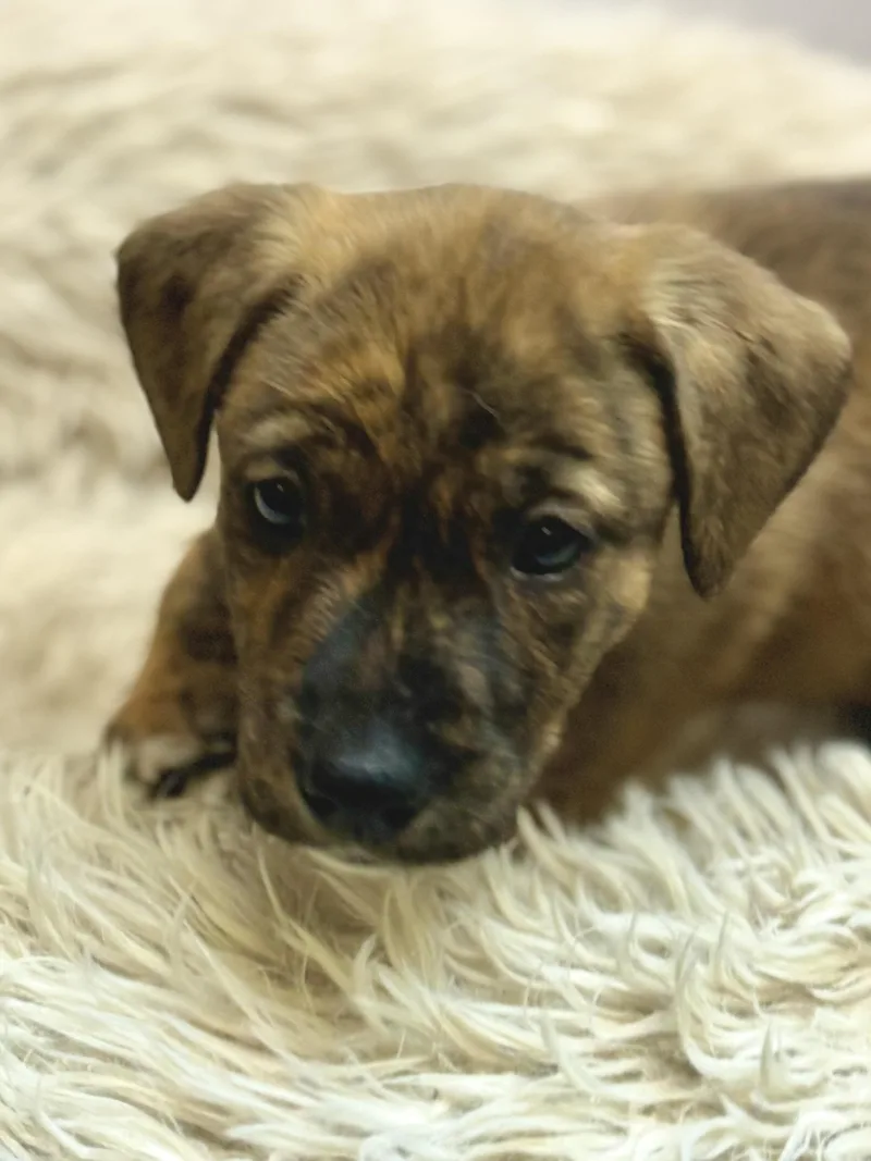 A baby medium-sized female Brindle Jack Russell Terrier dog named Chick "chicky" Nikona  for adoption in Andover, MA
