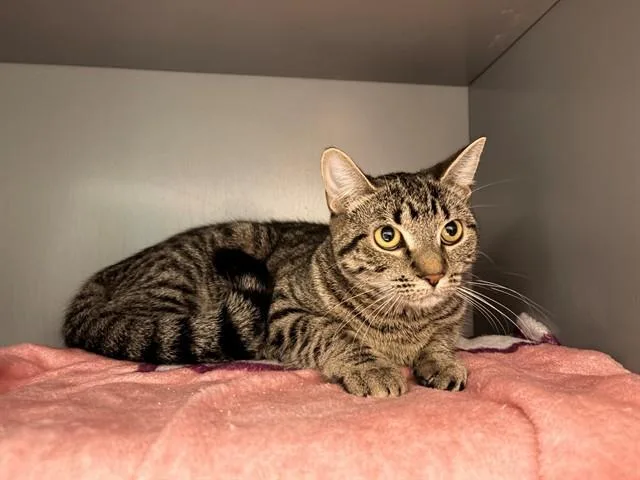 A young medium-sized female Domestic Short Hair cat named Blibli for adoption in Leesburg, VA