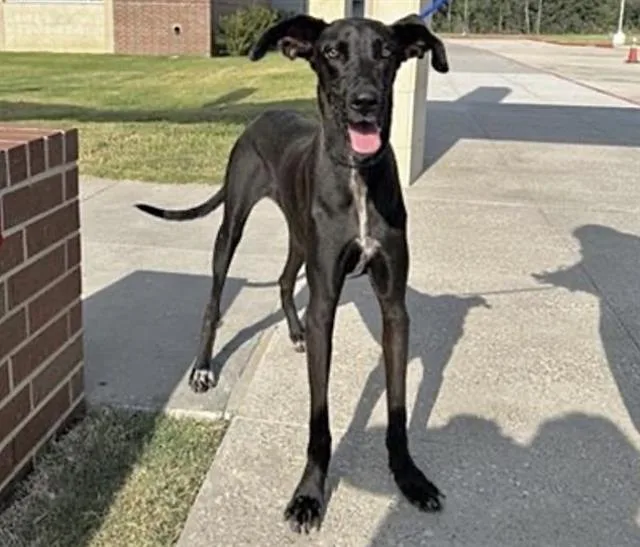 An adult large-sized female Great Dane dog named Stormie for adoption in Houston, TX