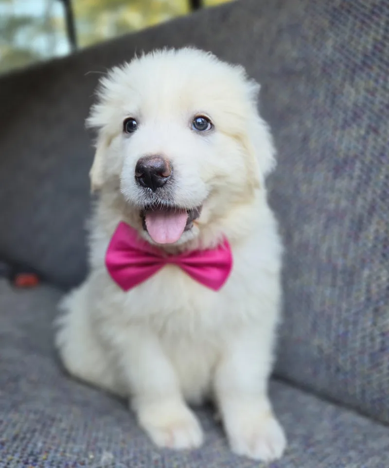 A baby large-sized female Great Pyrenees dog named Sassy for adoption in Gilbert, SC