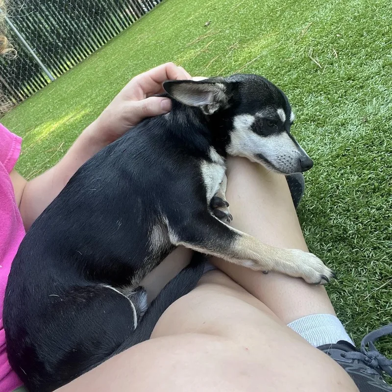 A young small-sized male Black Chihuahua dog named Linguine for adoption in Salisbury, NC