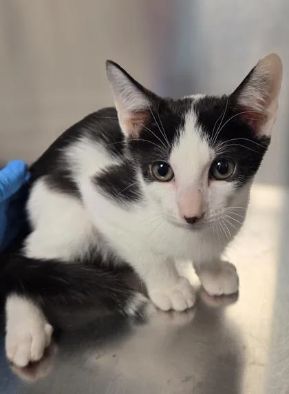 A baby small-sized male Domestic Short Hair cat named Ronnie for adoption in Fresno, CA