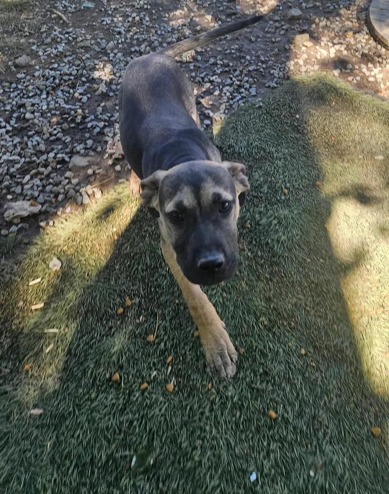 A baby large-sized male Black Shepherd dog named Radar Ready for adoption in Andover, MA