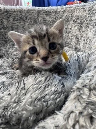 A baby small-sized female Domestic Short Hair cat named Gold for adoption in West Chester, PA