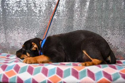 A baby large-sized male German Shepherd Dog dog named Thorfinn for adoption in Yakima, WA