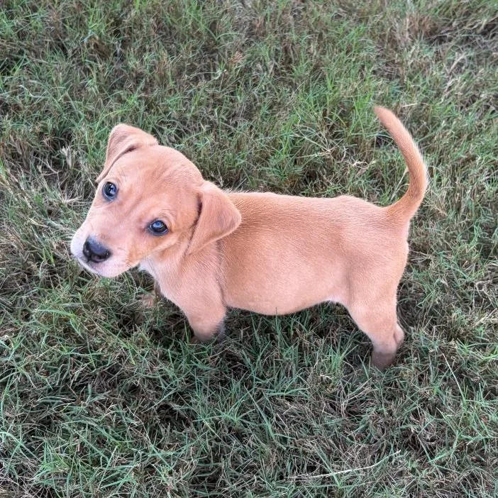 A baby small-sized female Terrier dog named Ice Tea for adoption in Brownsboro, AL