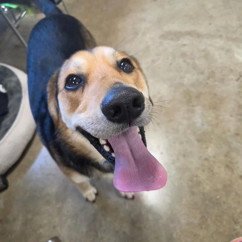 An adult medium-sized male Black Beagle dog named (Oliver) formerly Link for adoption in Jasper, IN