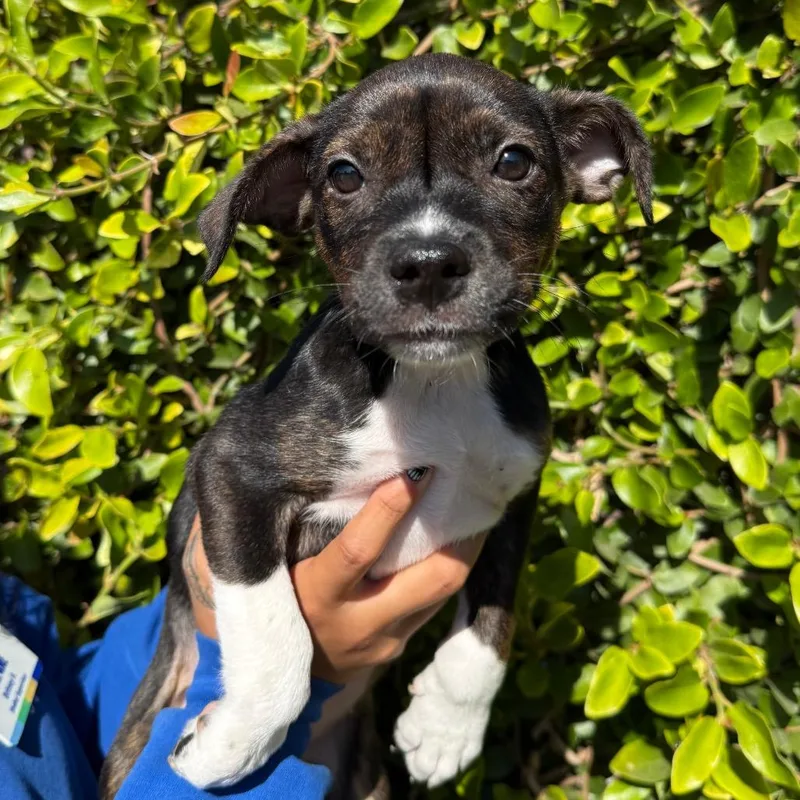 A baby small-sized female Yellow / Tan / Blond / Fawn Chihuahua dog named Blanch for adoption in Santa Barbara, CA