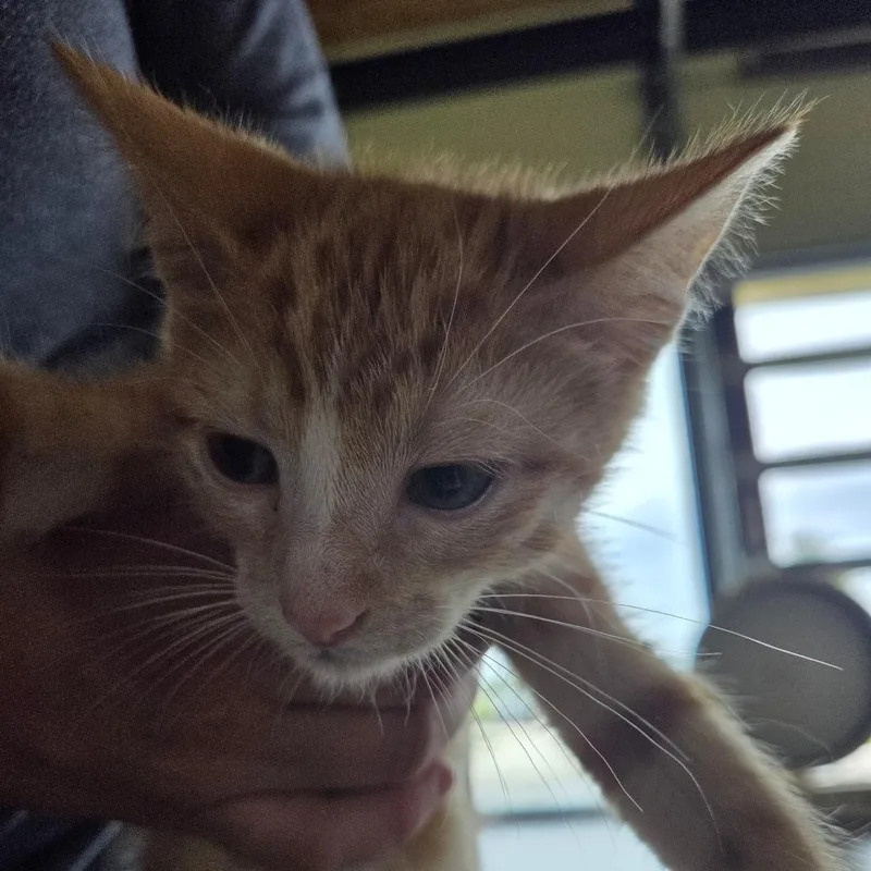 A baby small-sized male Orange / Red Domestic Short Hair cat named Elton for adoption in Leander, TX