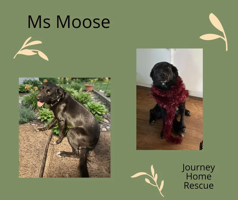 An adult medium-sized female Labrador Retriever dog named Ms Moose for adoption in East Wenatchee, WA