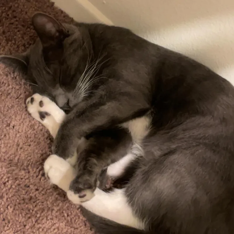 An adult large-sized male Gray / Blue / Silver Domestic Short Hair cat named Smokey for adoption in Riverside, CA