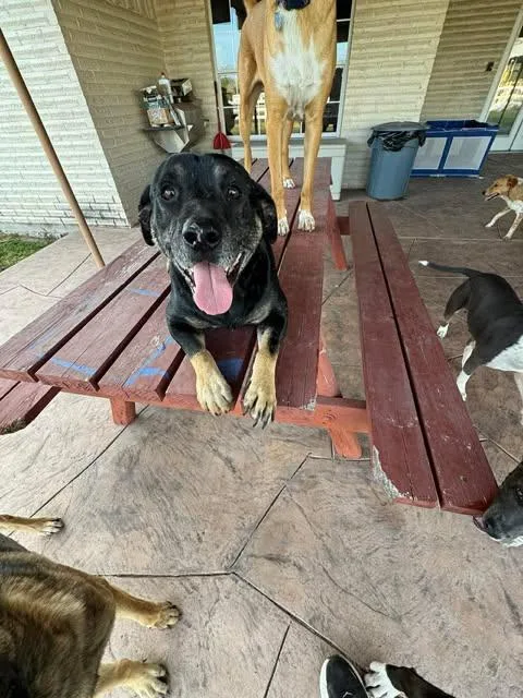 An adult medium-sized male Rottweiler dog named Lucky for adoption in Mission, TX