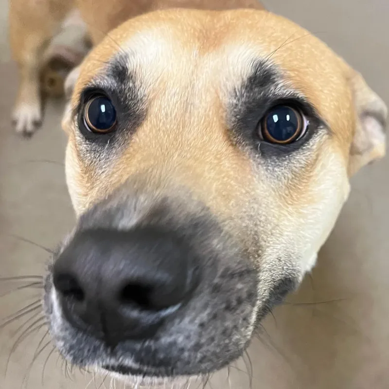 A young medium-sized male Yellow / Tan / Blond / Fawn Retriever dog named Elijah for adoption in Palestine, TX