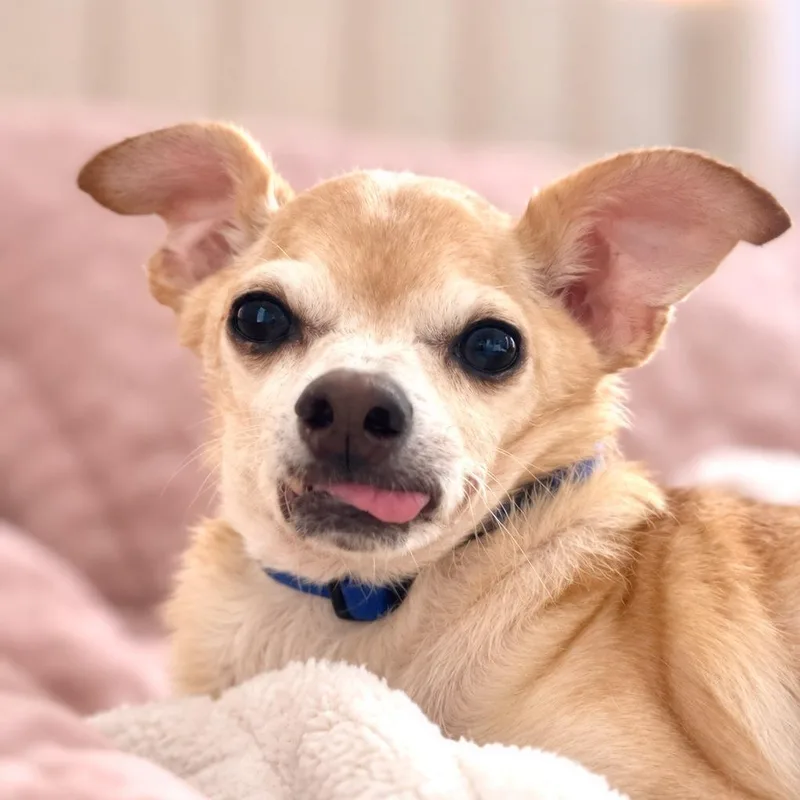 A senior small-sized male Chihuahua dog named Rue for adoption in Boerne, TX