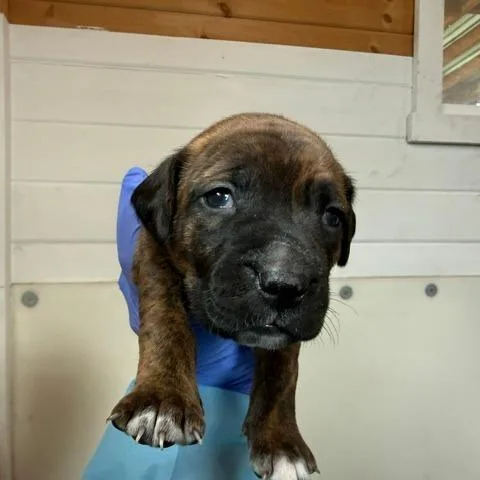 A baby medium-sized female Brindle Black Labrador Retriever dog named Kia for adoption in Peyton, CO