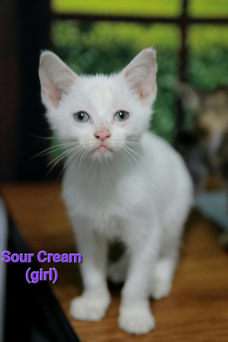 A baby medium-sized female White Domestic Short Hair cat named Sour Cream for adoption in Columbia, SC