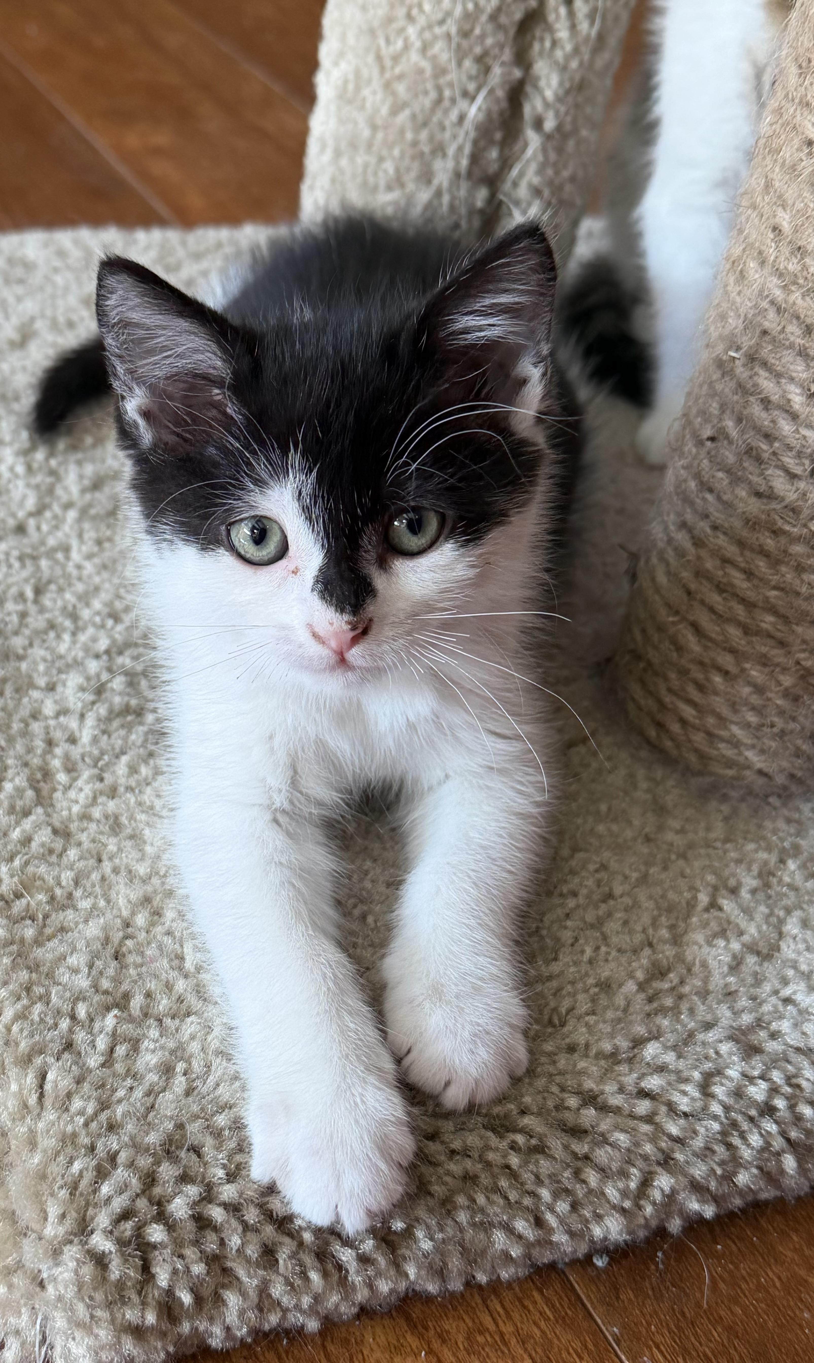 A baby small-sized female Domestic Short Hair cat named Flo for adoption in Williamsville, NY