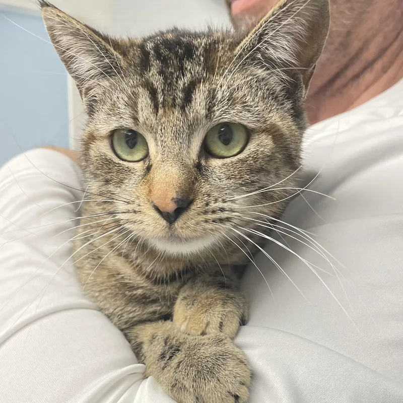 A young small-sized female Tabby (Brown / Chocolate) Domestic Short Hair cat named Emma for adoption in Colonia, NJ