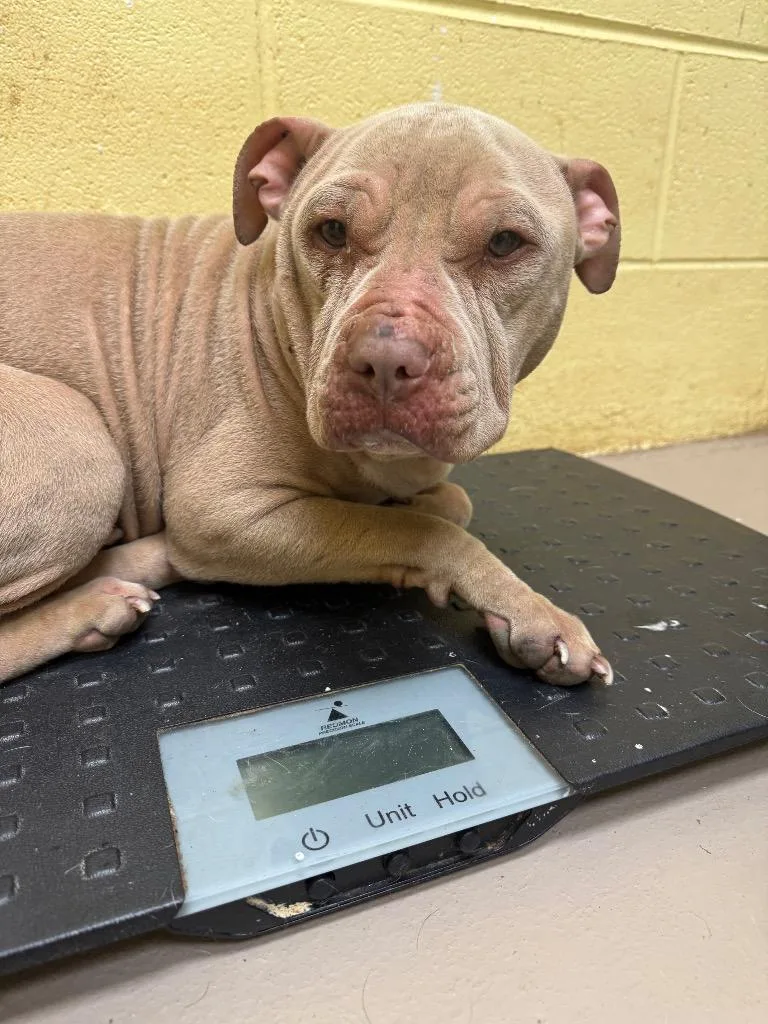 An adult small-sized female Pit Bull Terrier dog named Luna for adoption in Crossville, TN