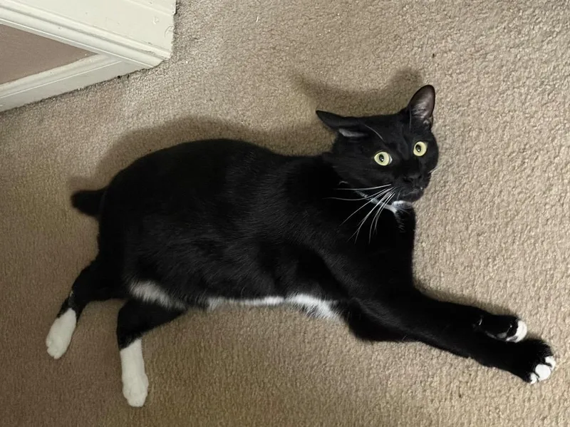 An adult medium-sized male Domestic Short Hair cat named Cookie for adoption in Magnolia, TX