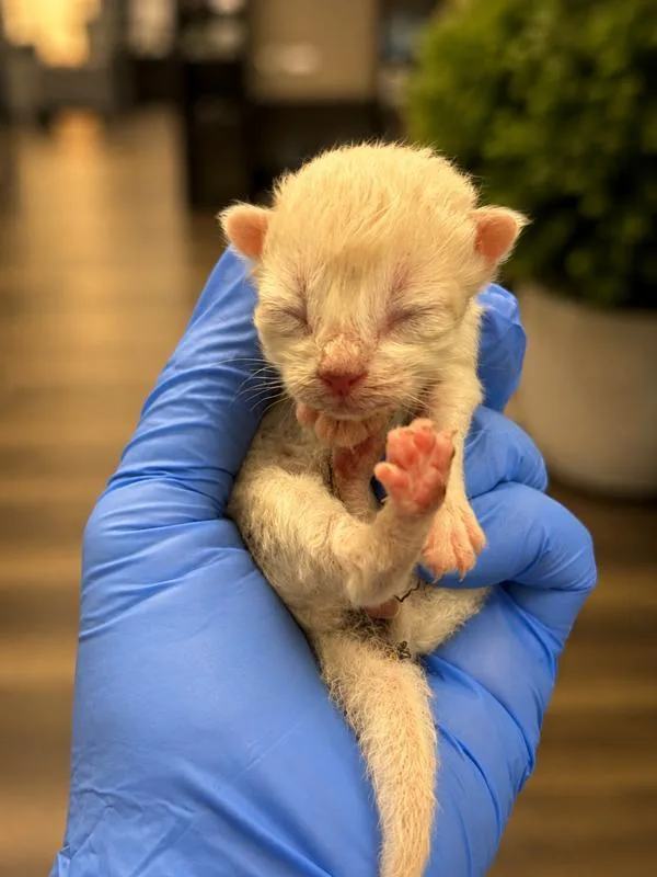 A young small-sized male Domestic Short Hair cat named 9819 for adoption in Victorville, CA
