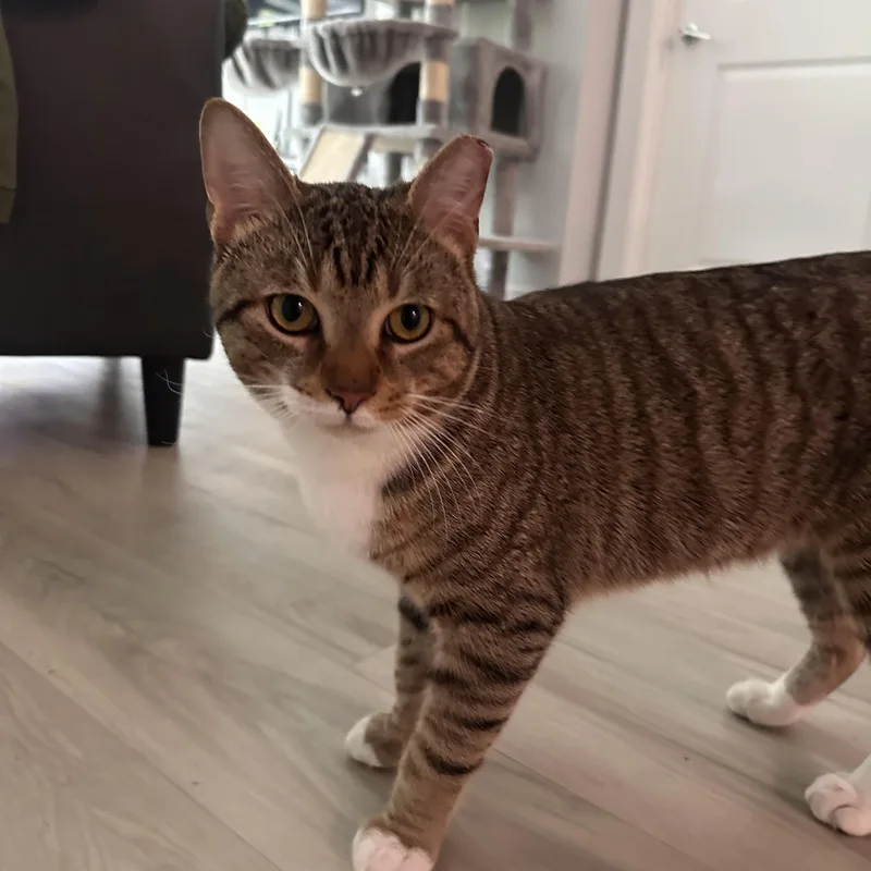 An adult medium-sized male Tabby (Brown / Chocolate) Tabby cat named Parsnip for adoption in Columbia, SC