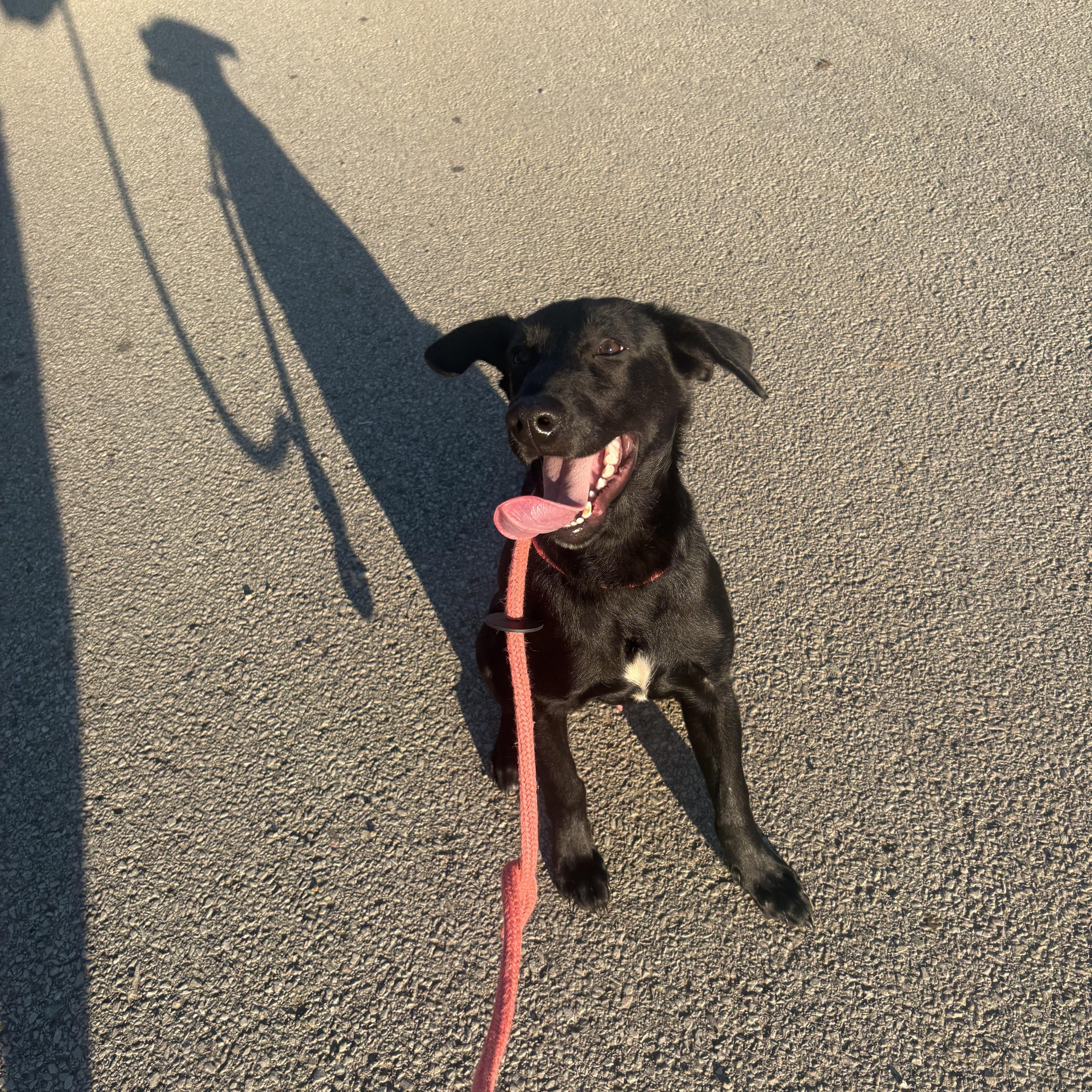 A young medium-sized male Black Labrador Retriever dog named Cameron for adoption in Indiana, PA