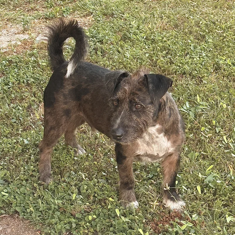 A young medium-sized male Black Wirehaired Terrier dog named Buddy for adoption in La Feria, TX