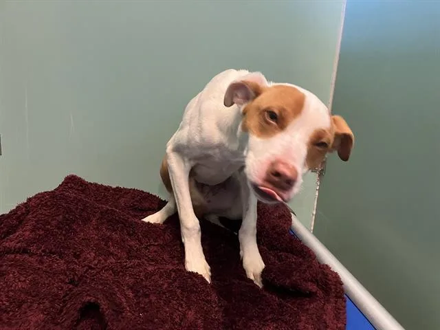 A young large-sized male Pit Bull Terrier dog named Bones for adoption in Camarillo, CA
