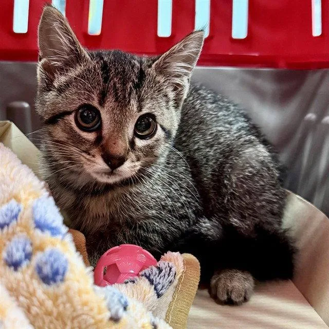 A baby small-sized female Brown / Chocolate Domestic Short Hair cat named Jellyfish for adoption in Tavares, FL