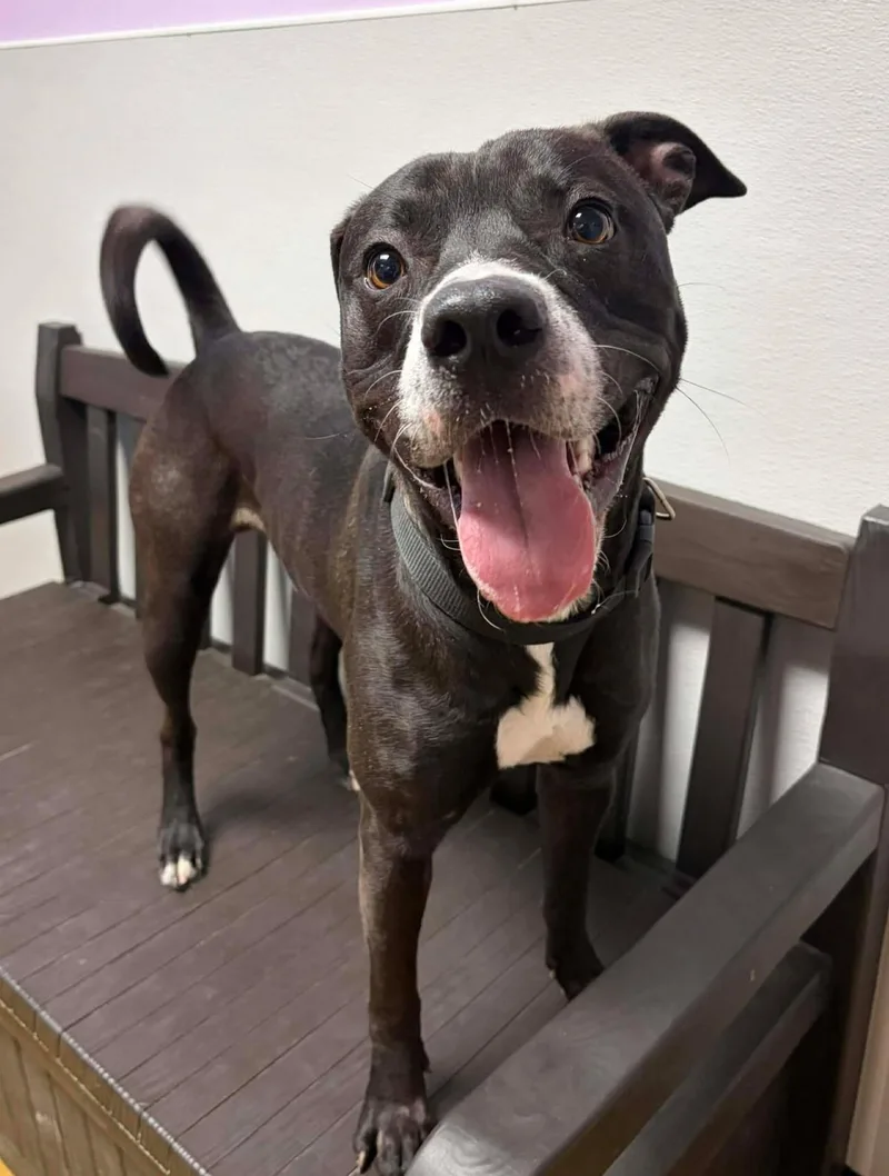 Scooby Doo thumbnail 2