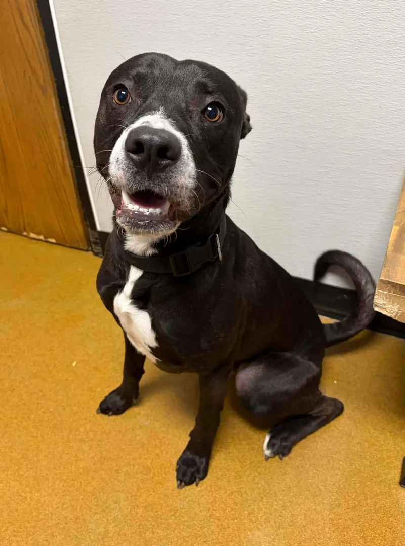 Scooby Doo thumbnail 3