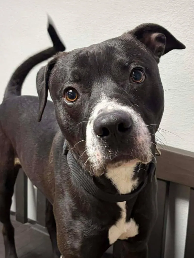 Scooby Doo thumbnail 4