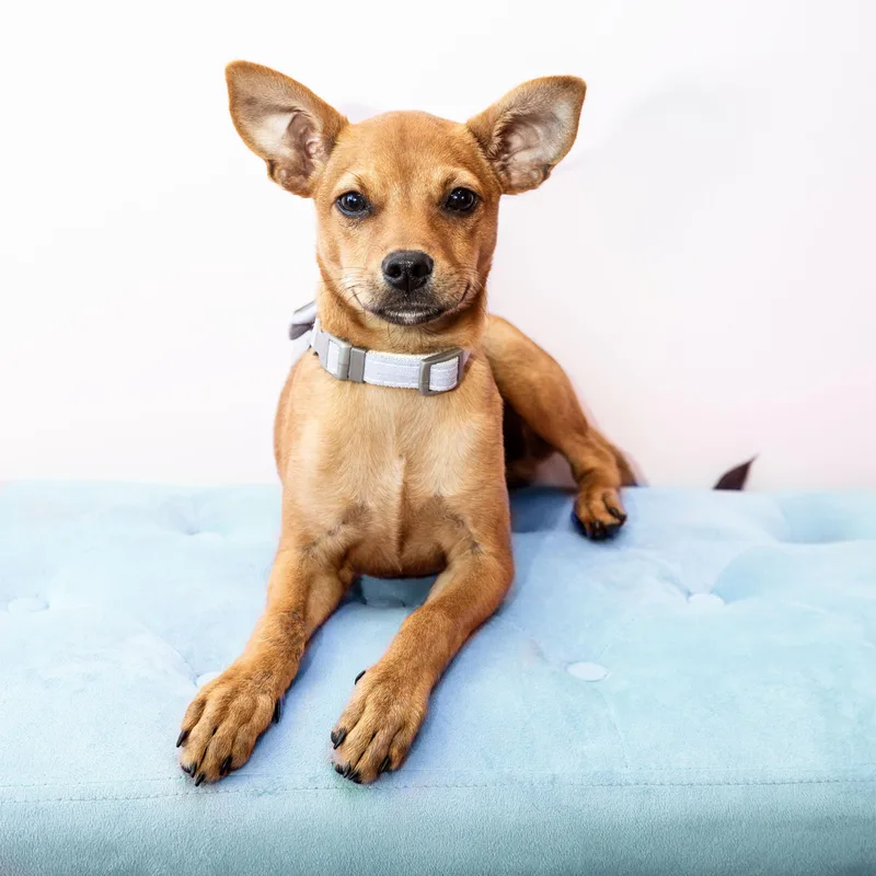 Charlie Brown thumbnail 2