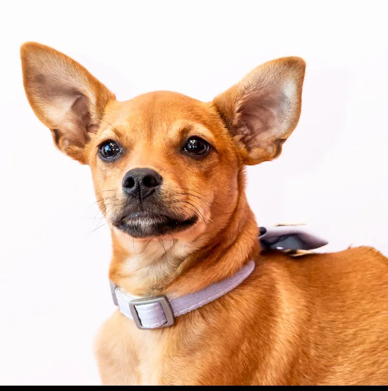 Charlie Brown thumbnail 3