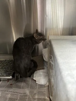 An adult large-sized male Domestic Short Hair cat named Finch working cat! for adoption in Fairfax, VA