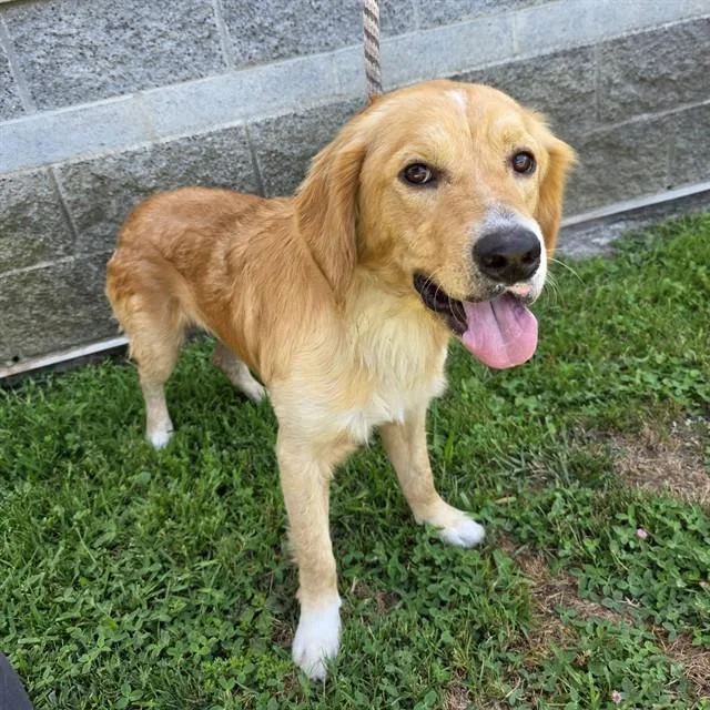 A young large-sized male Golden Retriever dog named Hanson for adoption in Long Beach, CA