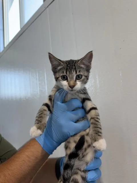 A baby small-sized female Domestic Short Hair cat named Toasty for adoption in San Bernardino, CA