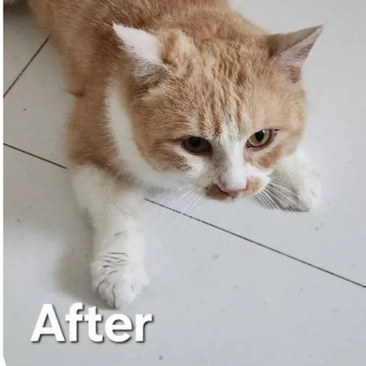 An adult small-sized male Orange / Red Domestic Short Hair cat named Hope  Qatar for adoption in Fairfax Station, VA