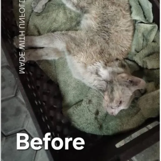 Hope  Qatar thumbnail 2