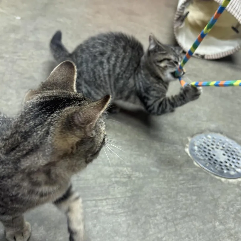 A baby small-sized female Gray / Blue / Silver Domestic Short Hair cat named Wendy for adoption in Waynesburg, PA