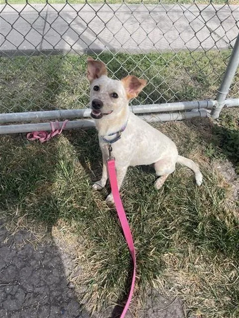 A young medium-sized female Australian Cattle Dog / Blue Heeler dog named Mona Lisa for adoption in Corpus Christi, TX