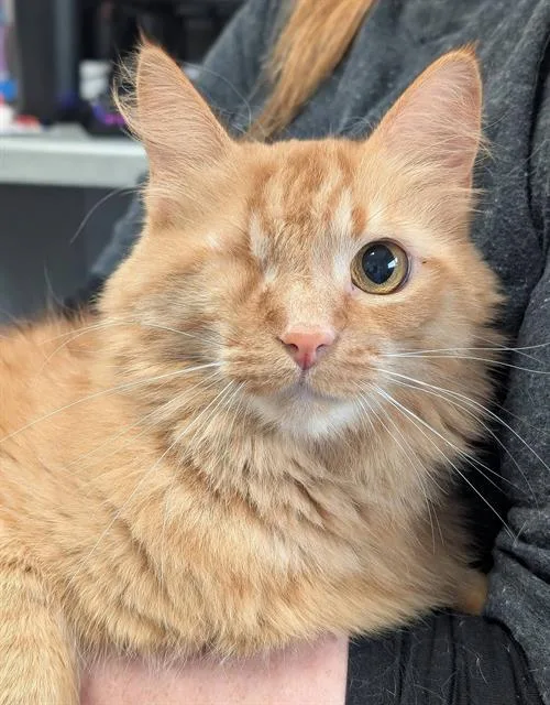 An adult small-sized male Domestic Medium Hair cat named Popeye for adoption in Canfield, OH
