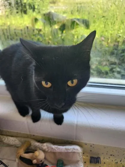 An adult small-sized male Domestic Short Hair cat named Mars for adoption in Columbus, IN