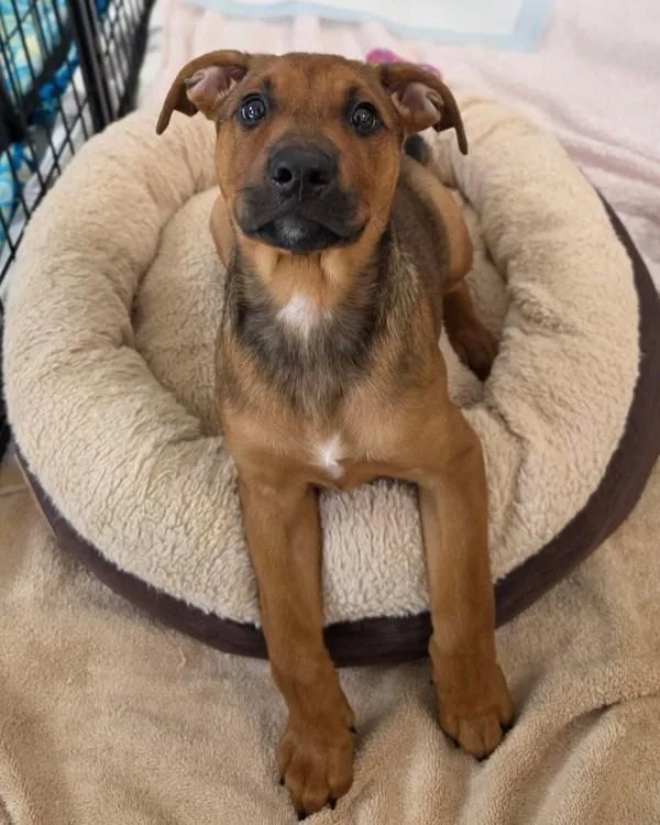 A baby medium-sized female Pit Bull Terrier dog named Henny Penny for adoption in Novato, CA