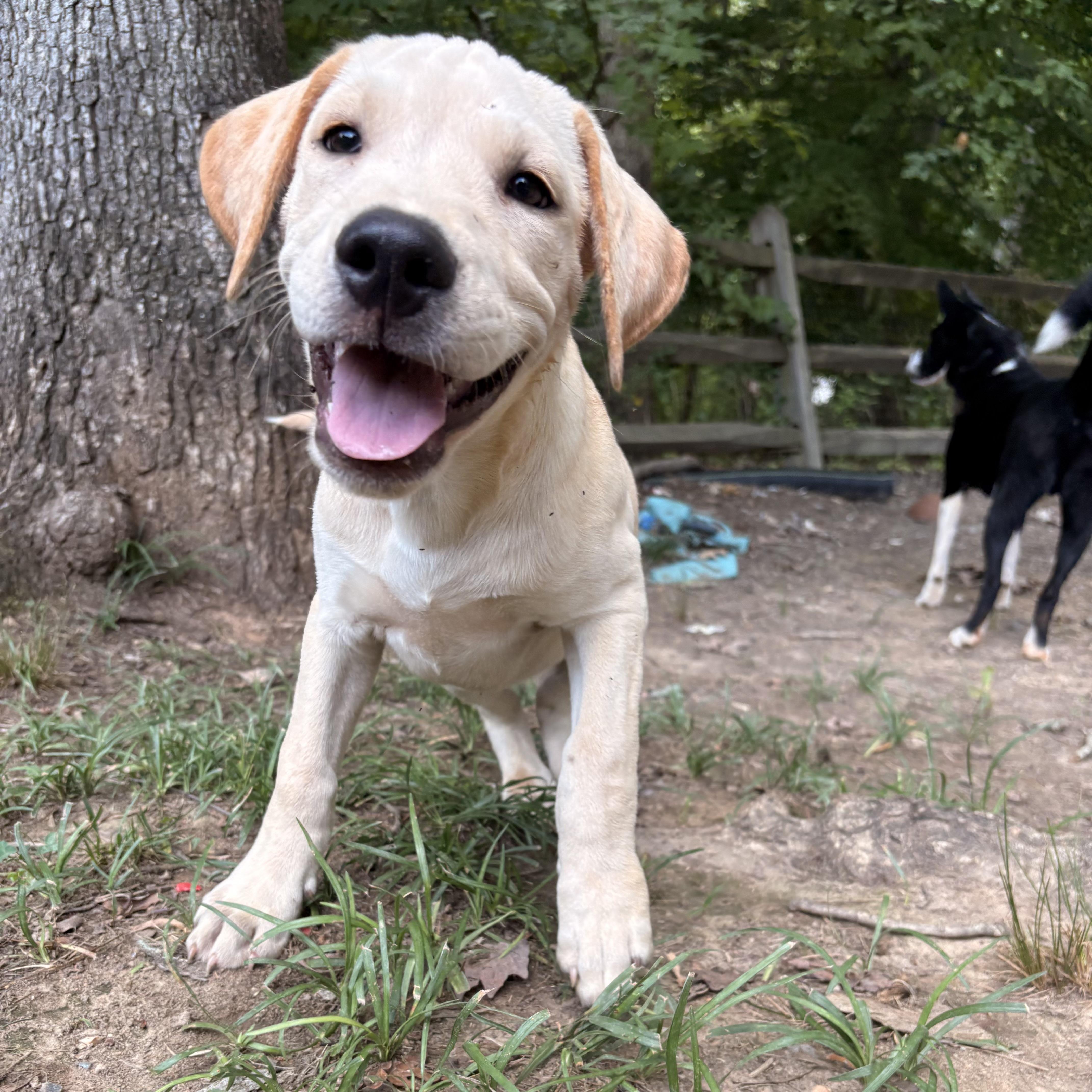 A baby medium-sized male Labrador Retriever dog named Finch for adoption in Charlotte, NC