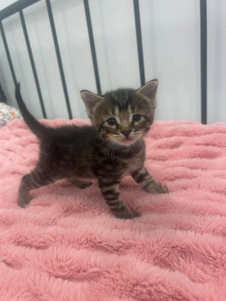 A baby small-sized male Domestic Short Hair cat named Max for adoption in Saint George, UT