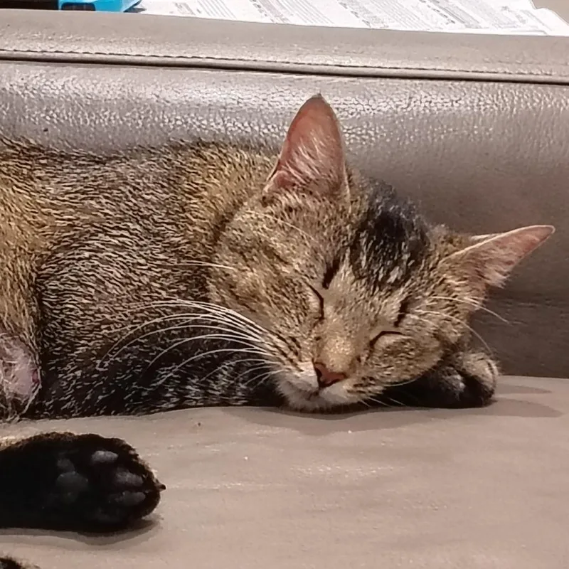 A young medium-sized female Domestic Short Hair cat named Hazel for adoption in Cumming, GA