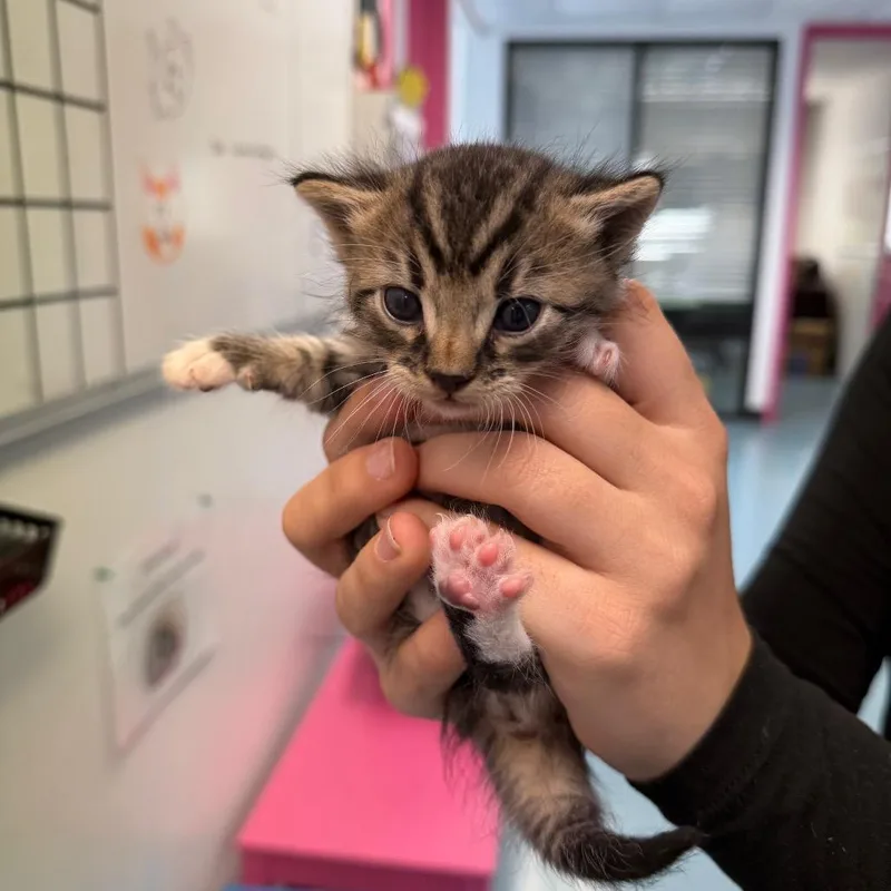 A baby small-sized male Gray / Blue / Silver Domestic Short Hair cat named Little Trickster for adoption in Austin, TX